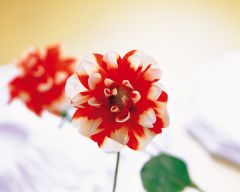 Tapeta Nature Flowers 110.jpg